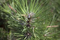 Pinus nigra Hornibrookiana C20 40-50