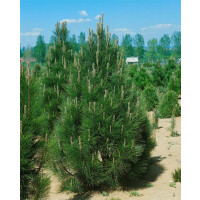 Pinus nigra Pyramidalis kräftig 4xv mDb 150- 175 cm...