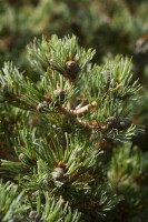 Pinus parviflora Hagoromo C27 Dekorschale 25-30