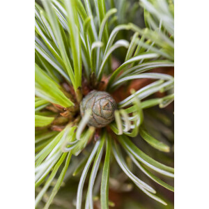 Pinus parviflora Hagoromo C26 Dekorschale 20-25