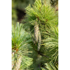Pinus peuce 60-70