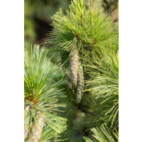 Pinus peuce 70-80