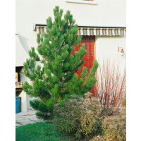 Pinus ponderosa 3xv mb 100-125 cm kräftig