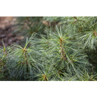 Pinus resinosa Pillnitz C10 25-30