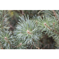 Pinus sylvestris Chantry Blue 20- 25 cm