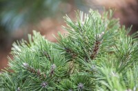 Pinus uncinata Sta mB Krone mehrj. Sth. 100