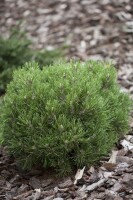 Pinus uncinata Heideperle mB 25- 30 cm