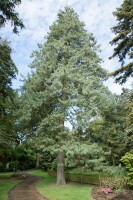 Pinus wallichiana 3xv mB 80- 100 cm kräftig