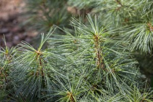 Pinus wallichiana Nana 50- 60 cm