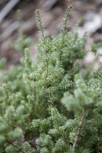 Podocarpus lawrencei Blue Gem 30- 40 cm