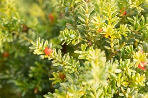 Podocarpus lawrencei Blue Gem 30- 40 cm