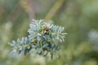 Podocarpus lawrencei Blue Gem 30- 40 cm