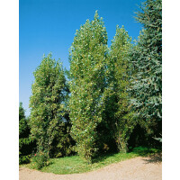 Populus nigra Italica C10 150-200