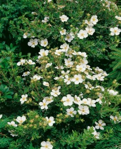 Potentilla fruticosa Bella Bianca P1,5 20-30