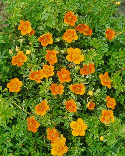 Potentilla fruticosa Hopleys Orange 25- 30 cm