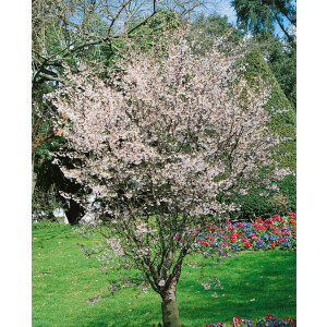 Prunus incisa Oshidori C4,6 30-40