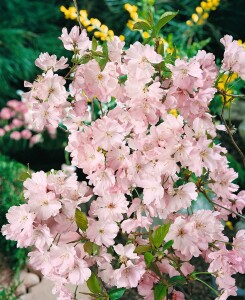 Prunus incisa Oshidori C4,6 30-40