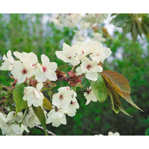 Prunus serrulata Ukon 100- 125 cm