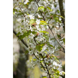Prunus serrulata Ukon 100- 125 cm