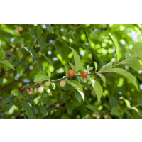 Prunus tomentosa 60- 100 cm