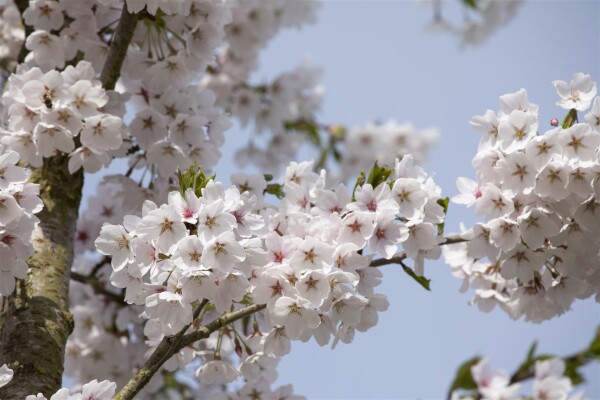 Prunus yedoensis kräftig C20 150-200