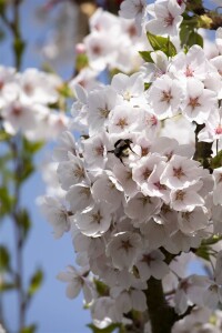 Prunus yedoensis kräftig C20 150-200