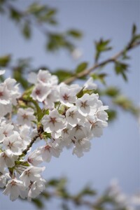 Prunus yedoensis kräftig C20 150-200