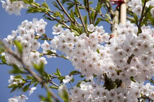 Prunus yedoensis kräftig C20 150-200