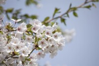 Prunus yedoensis kräftig C20 150-200