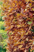 Quercus bimundorum Crimschmidt 60- 100 cm