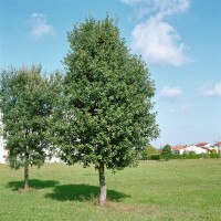 Quercus ilex 80- 100 cm