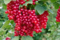 Ribes rubrum Rosetta CAC I C3 Tr. 3-