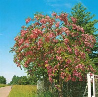 Robinia hispida Rosea 80- 100 cm