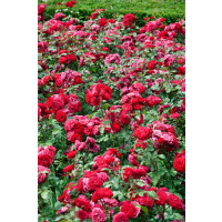Rosa Rouge Meilove Sth110