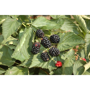 Rubus fruticosus Black Cascade 30- 40 cm