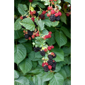 Rubus fruticosus Black Cascade 30- 40 cm