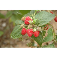 Rubus idaeus Glen Ample 40- 50 cm