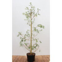 Salix alba Tristis 125- 150 cm