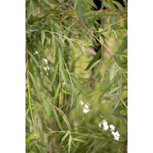 Salix alba Tristis C10 150-200