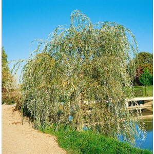 Salix alba Tristis 80- 100 cm