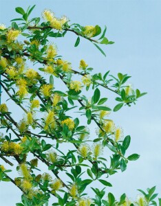 Salix arbuscula Sta C2 Krone einj. Sth. 30-