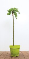 Salix arbuscula Sta C2 Krone einj. Sth. 30-