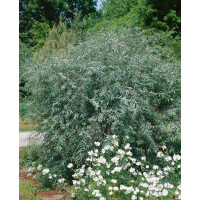 Salix purpurea Pendula mehrjährig Stammhöhe 125...