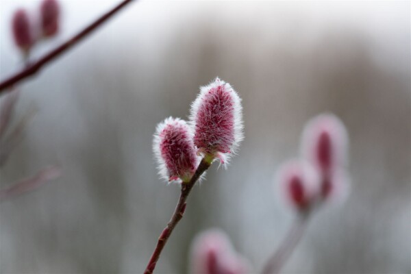 Salix Rotkätzchen  Sta C3 Krone mehrj. Sth. 50-