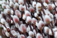 Salix Rotkätzchen  Sta C3 Krone mehrj. Sth. 50-