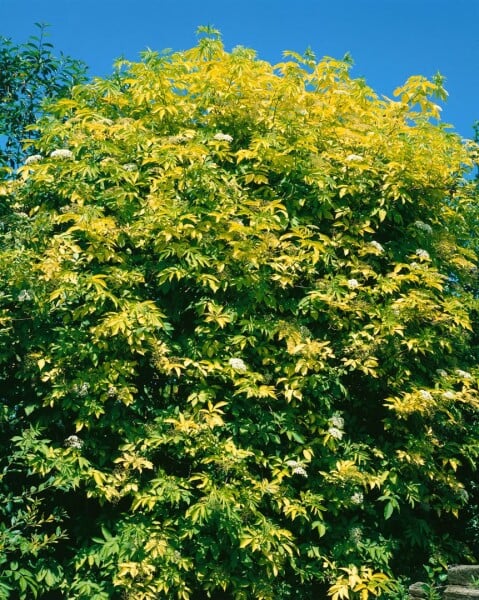 Sambucus nigra Aurea 100- 150 cm