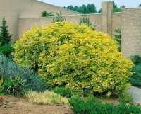 Sambucus nigra Aurea 100- 150 cm