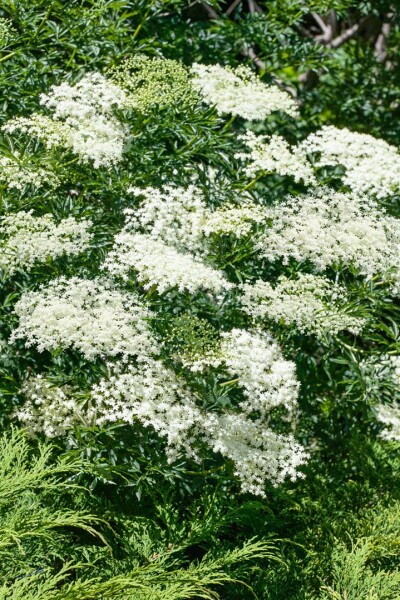 Sambucus nigra Laciniata C5