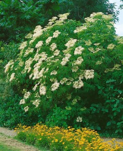 Sambucus nigra Laciniata C5