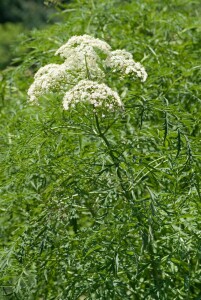 Sambucus nigra Laciniata C5